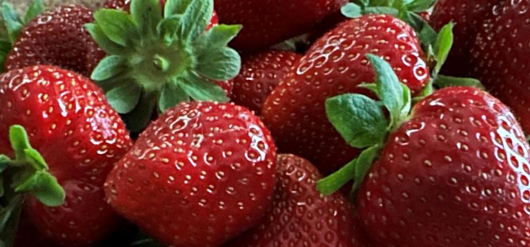 le temps des fraises
