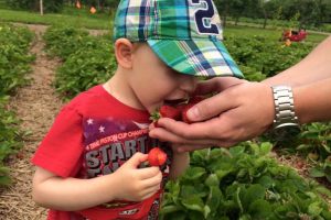 autocueillette_fraises6